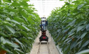 Agricultura 4.0 Inteligente